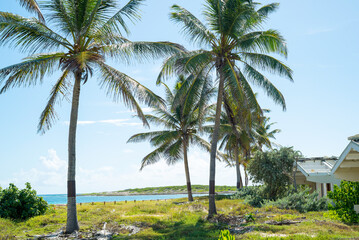 Obraz premium Group of palm trees on the white sandy beaches of the caribbean island of Saint Martin.