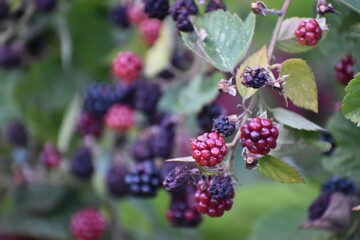 blackberry bush in the garden