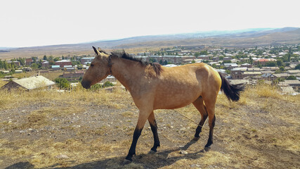 A brown horse stands on a rural road, tied to a rope. A pet in a rural landscape. 