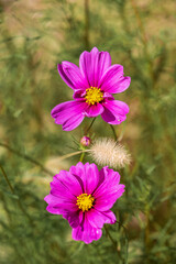 Cosmos and Grass 