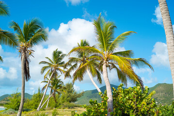 Fototapeta na wymiar Group of palm trees on the white sandy beaches of the caribbean island of Saint Martin.