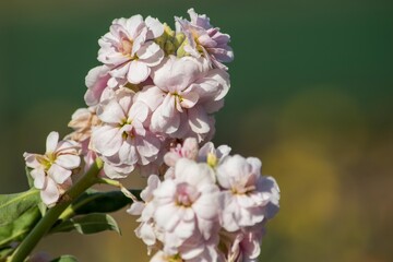 きれいな一重咲きのアラセイトウもストックの仲間