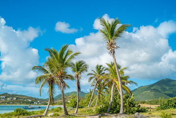 Fototapeta na wymiar Group of palm trees on the white sandy beaches of the caribbean island of Saint Martin.