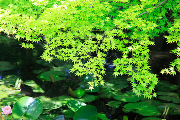 モミジと睡蓮