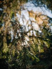 Obraz premium forest in autumn