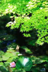モミジと睡蓮