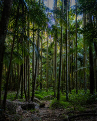 forest in the morning