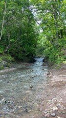 river in the forest