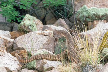 Tiger Rattlesnake (Crotalus tigris)