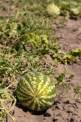 Large ripe watermelons in summer on melons