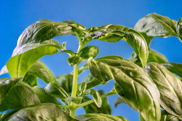 Extreme close-up with selective focus of green basil (Ocimum basilicum) leaves  in Brazil