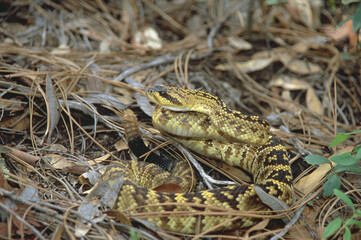 Black-tailed Rattlesnake (Crotalus molossus)