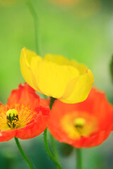 Obraz premium ポピー