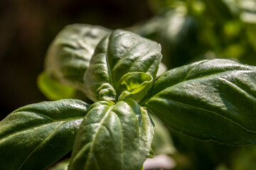 Extreme close-up of green basil (Ocimum basilicum) leaves  in Brazil