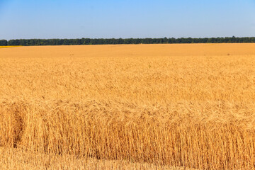 Field of ripe golden wheat