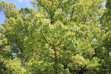 クスノキの大木