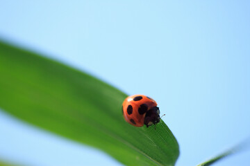 テントウ虫