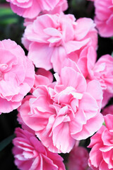 カーネーション、ピンク