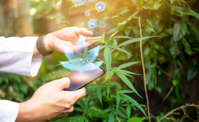 Fototapeta na wymiar Medical healthcare scientist examining cannabis plant leaf using mobile phone modern futuristic technology icon researching mediational usage herbal benefits biological mental therapeutic treatment