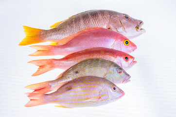 Raw Sea food. Variation of fresh Snapper fishes on white background.