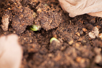 Close-up of new sprouts about to grow in spring soil