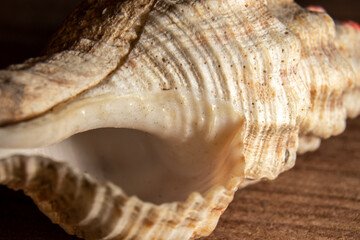 Extreme close-up of sea shell with selecitve focus in Brazil