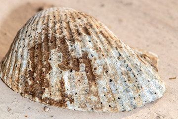 Extreme close-up of sea shell with selecitve focus in Brazil