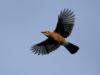 Eurasian jay (Garrulus glandarius)