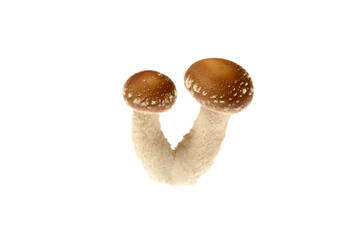 Pilz,Pilze,Shiitake (Lentinus edodes) Speisepilz und Arzneipilz...