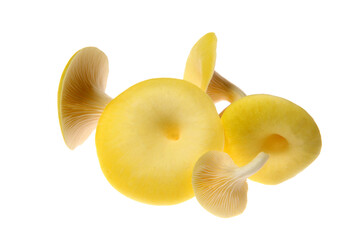 Pilz,Pilze,Limonenseitling (Pleurotus citrinopileatus)..