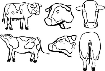 Hand drawn realistic dairy cowillustration outline set