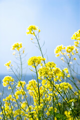菜の花