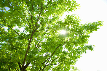 Fototapeta premium 新緑