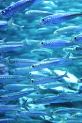 水族館のイワシ