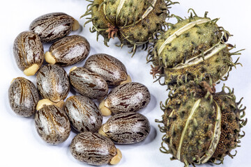 Castor bean seeds isolated on white background in Brazil