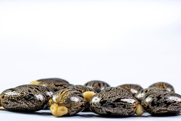 Castor bean seeds isolated on white background in Brazil