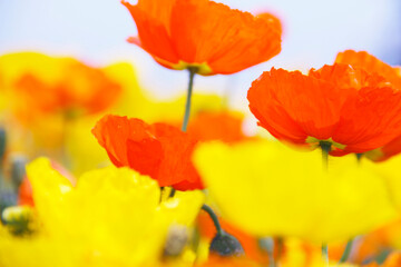 Obraz premium ポピー