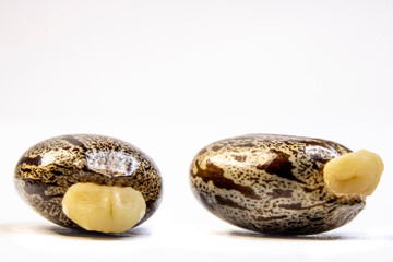 Castor bean seeds isolated on white background in Brazil