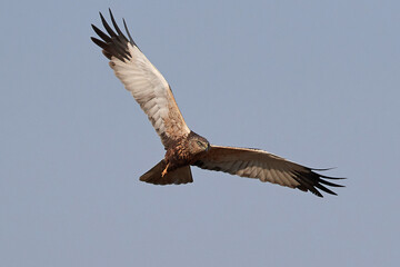 Western marsh harrier (Circus aeruginosus) harrier in its natural neviroment