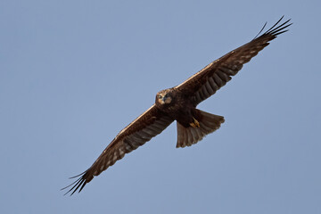 Western marsh harrier (Circus aeruginosus) harrier in its natural neviroment