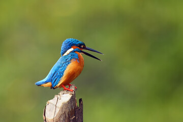 The common kingfisher (Alcedo atthis) also known as the Eurasian kingfisher, and river kingfisher sitting on the sitting on the pole