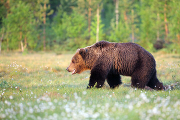 Obraz na płótnie Canvas The Eurasian brown bear (Ursus arctos arctos) going in the Finnish taiga. A big bear in the morning sun goes through a green meadow with a forest in the background.