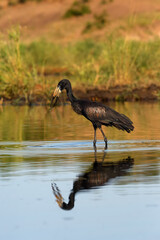 The African openbill (Anastomus lamelligerus ) in a small lake with a reflection on the water. A large African stork with a special beak hunts in shallow water.