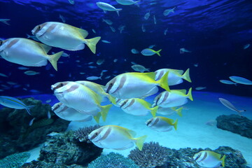 Fototapeta na wymiar 水族館の魚