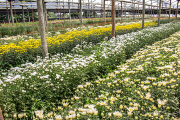 Colorful Gerberas in greenhouse in Brazil. Production and cultivation flowers. Gerbera plantation.