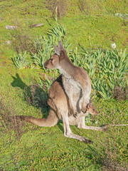 Western Grey Kangaroo With Joey