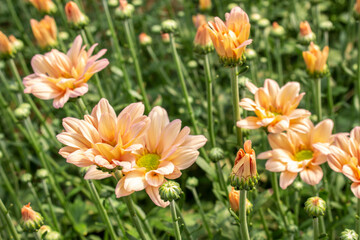 Colorful Gerberas in greenhouse in Brazil. Production and cultivation flowers. Gerbera plantation.