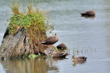 Duck (Anas poecilorhyncha)