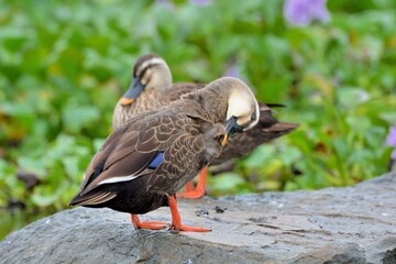 Duck (Anas poecilorhyncha)