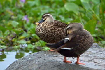 Fototapeta premium Duck (Anas poecilorhyncha)